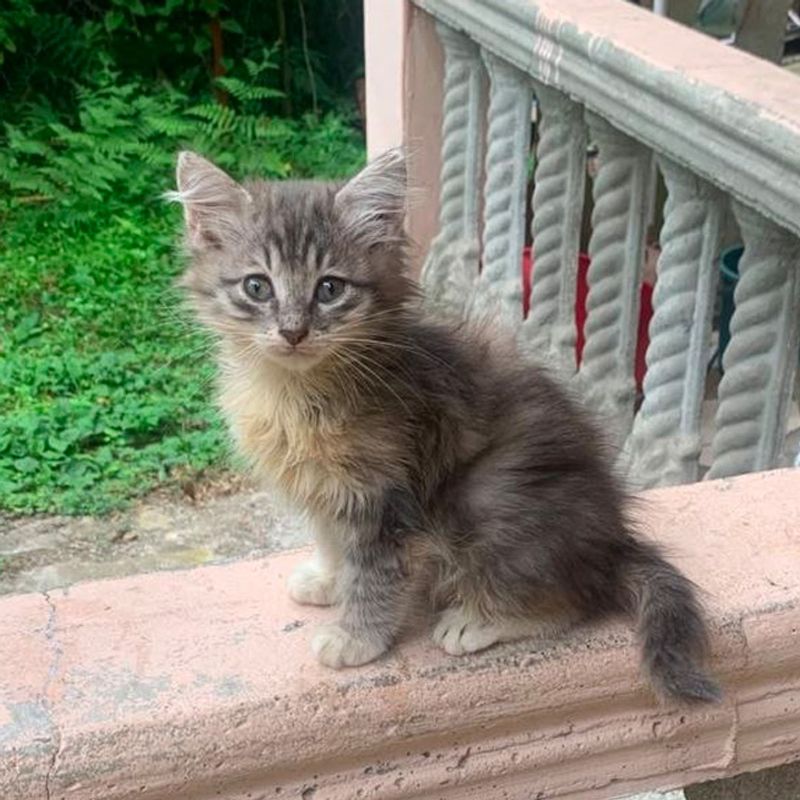 Neutering of 10 stray cats in August