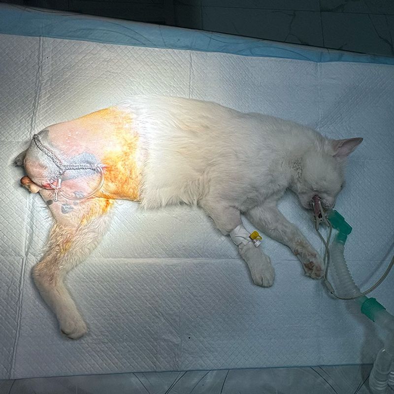 Rescue of a stray cat with a broken hind paw