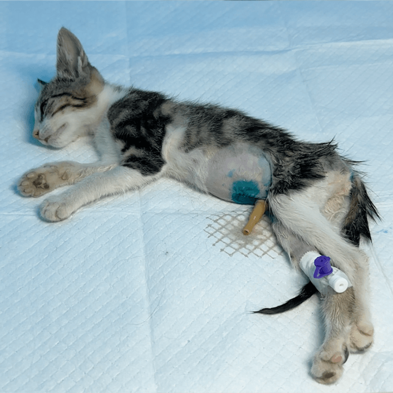 Rescuing a Kitten with a Prolapsed Intestine