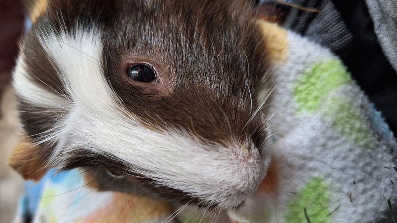 Shippie's teef