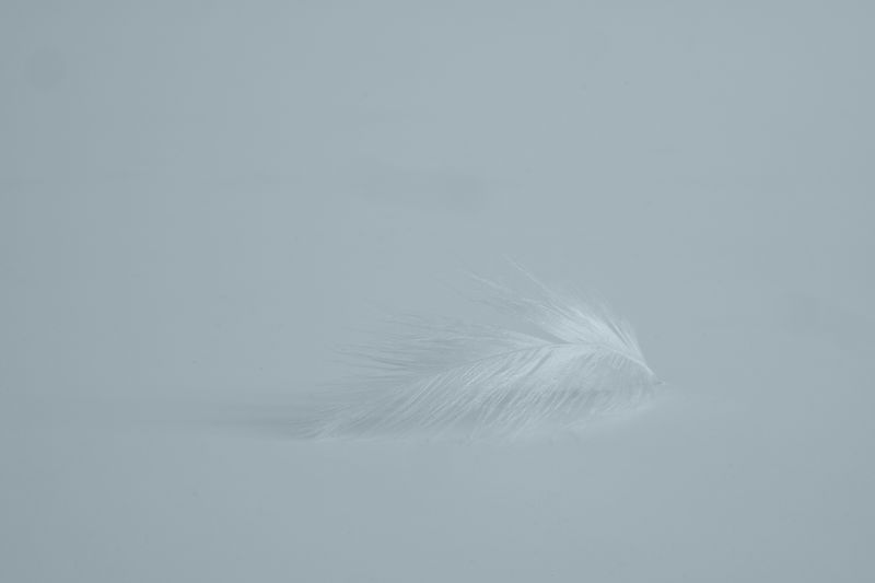 A Feather Drifted In