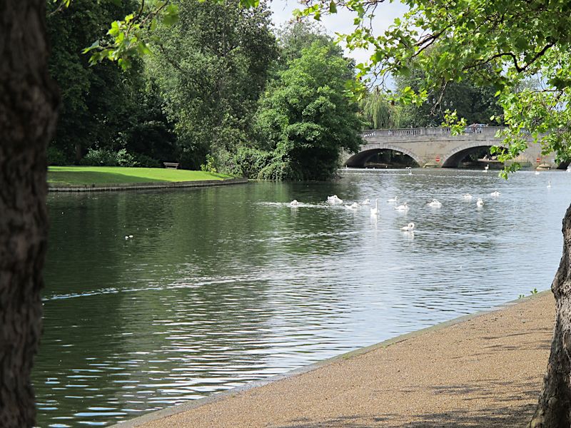 Geese on the river