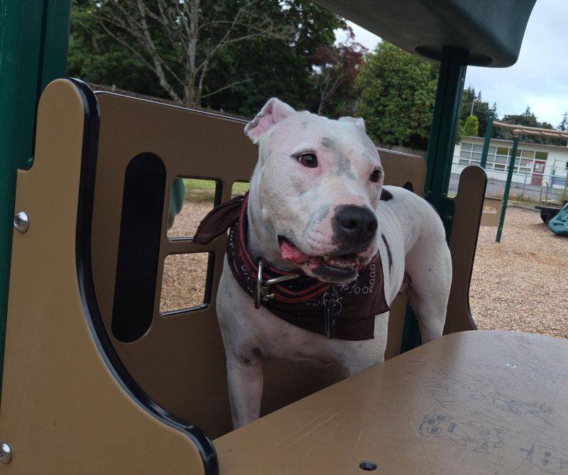 Play day