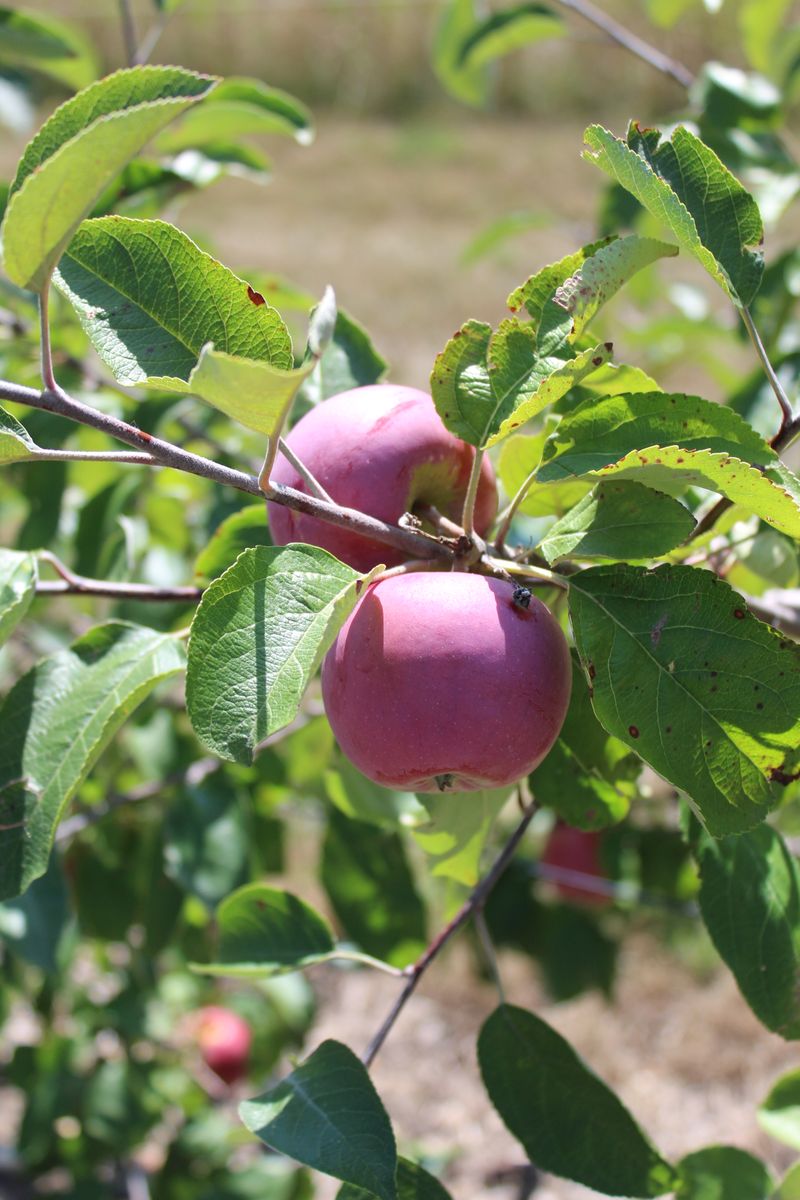All about apples!