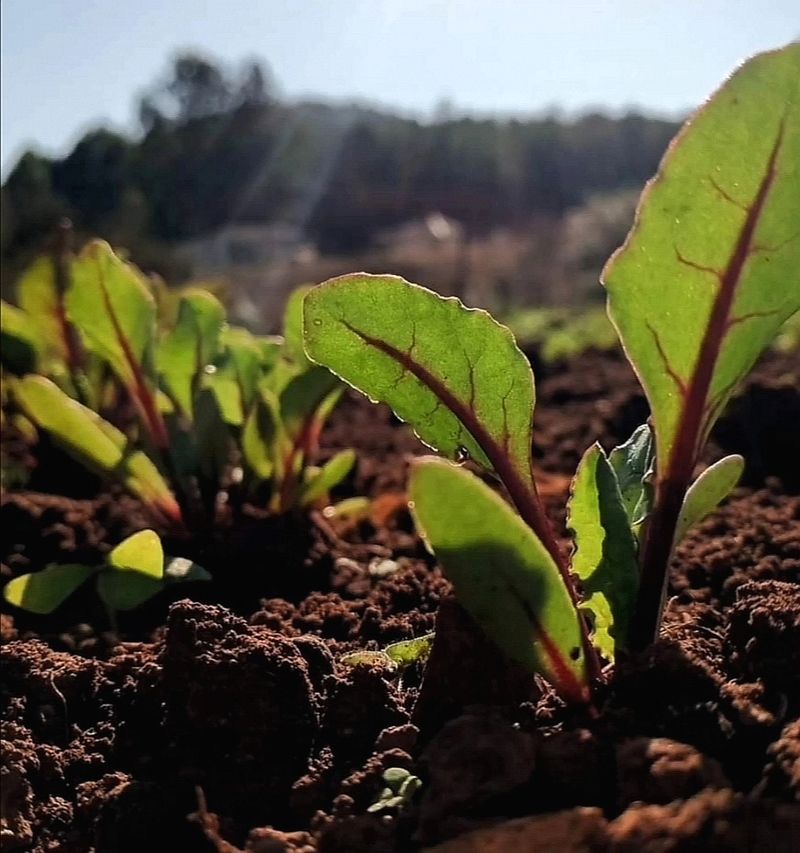 Why Growing Your Own is the Best Hedge Against Inflation