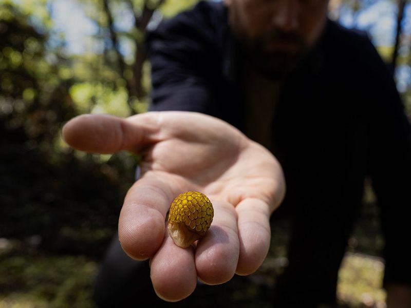 Māori Beech Strawberry: Cyttaria gunnii Season at Nelson Lakes