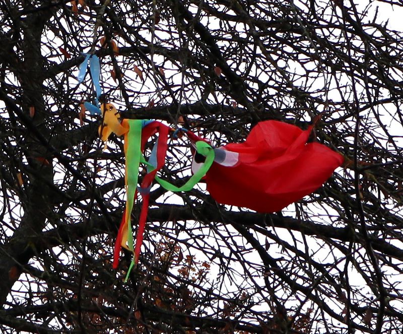 A small tour of collecting garbage and a kite in a tree