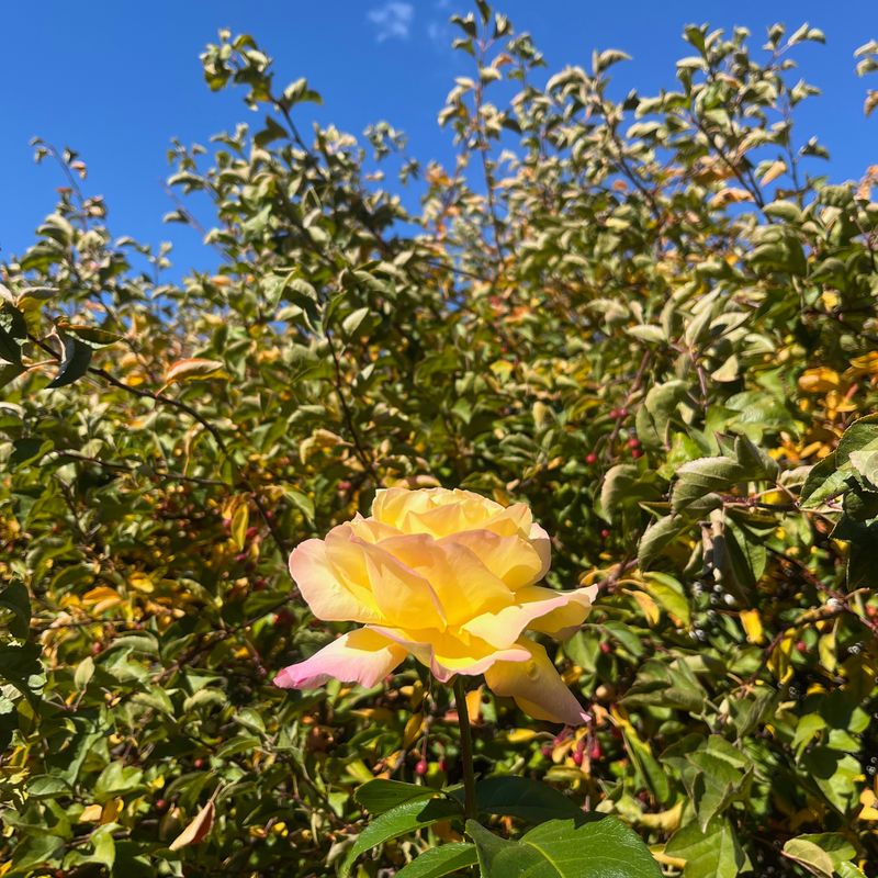 A little autumn sunshine...