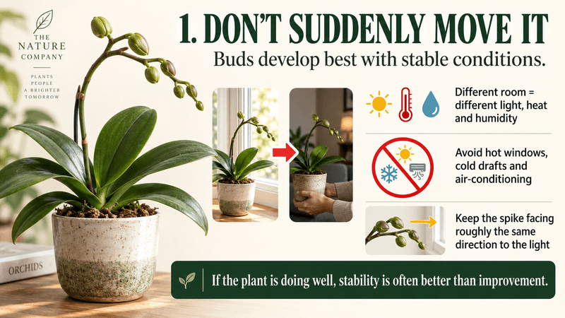 Phalaenopsis Buds Growing? Don’t Make These 5 Mistakes