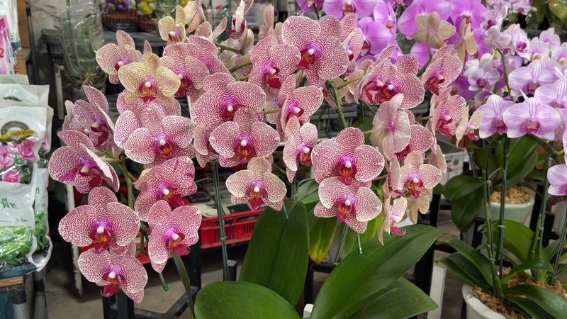 Why Can't Every Orchid Shop Look Like This? Our Bangkok Orchid Adventure Continues!