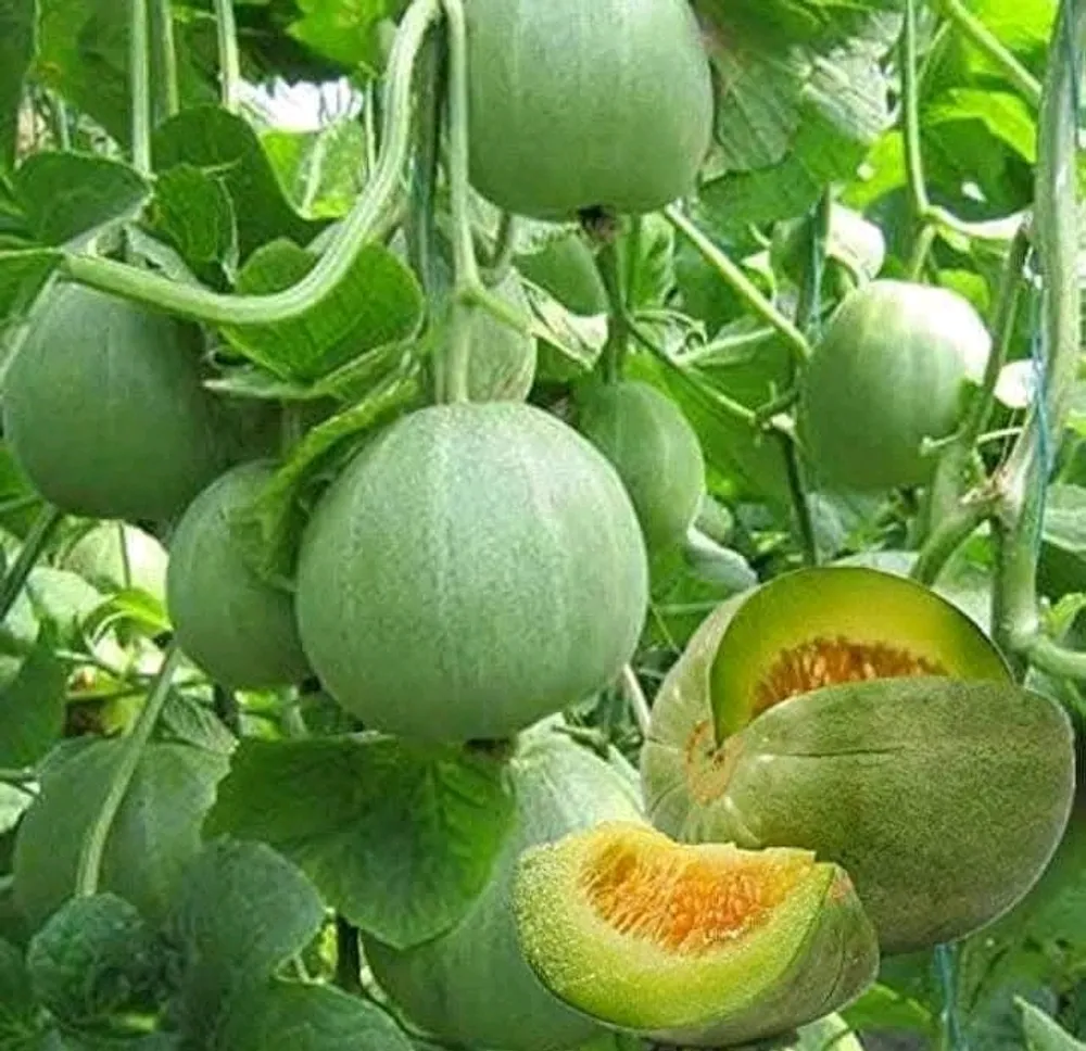 Egussi seeds and it fact's  Princess Abumbi Prudence - Buymeacoffee
