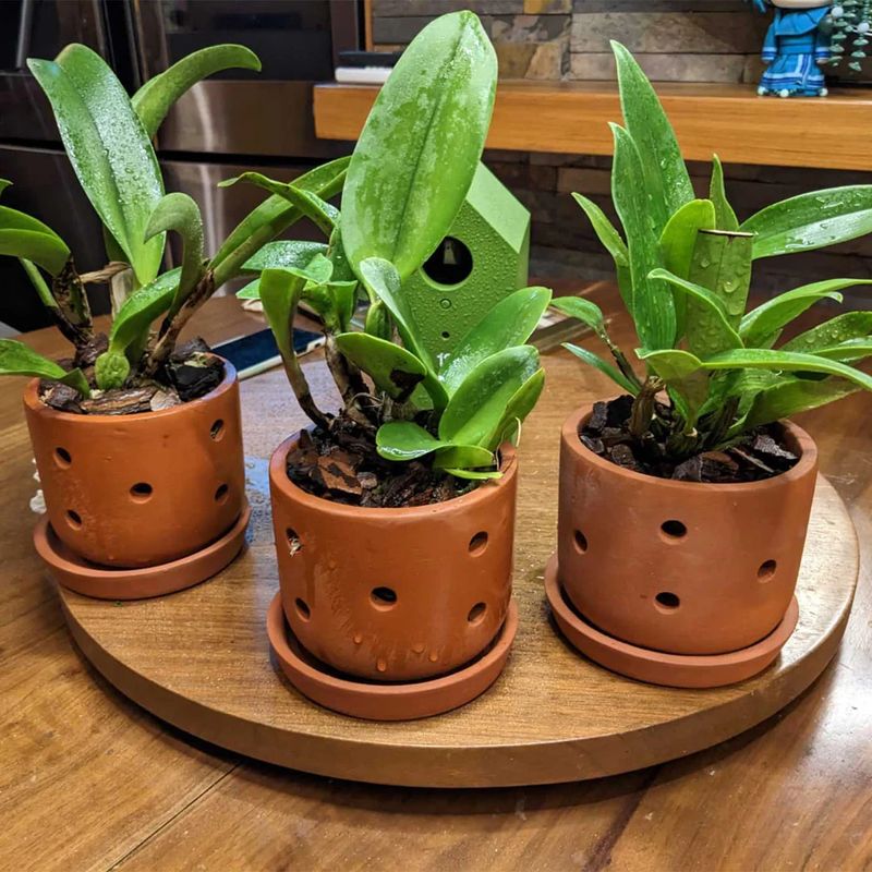 Orchid Pots by Green Barn Orchid: Choose the Best Pot for Healthy Orchid Growth