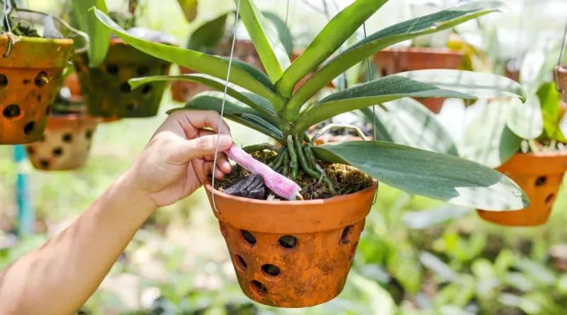 Green Barn Orchid: Quality Orchid Supplies for Better Growing