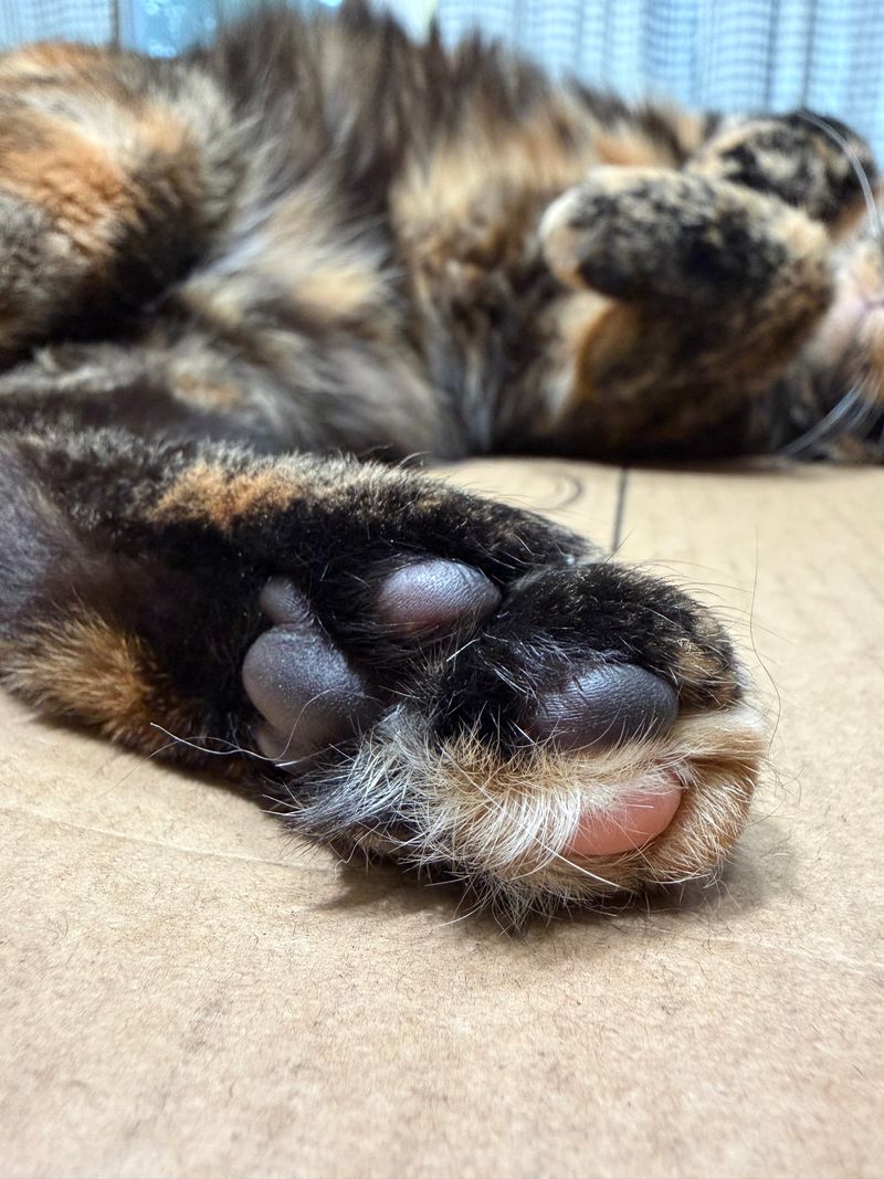 Toe Beans 🥰