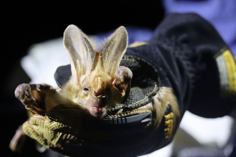Ghost bats have accents too