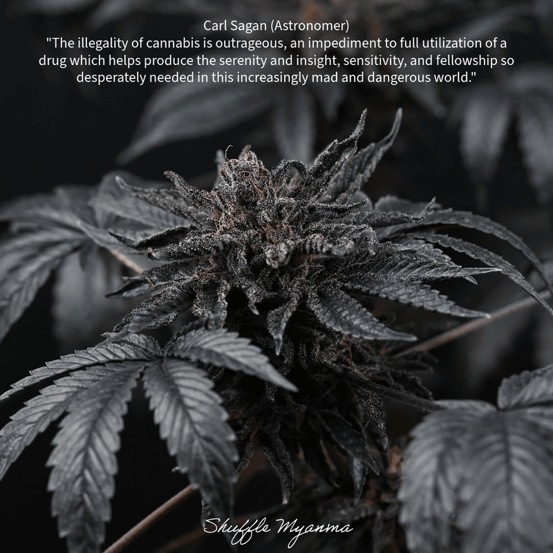 Cannabis Quote