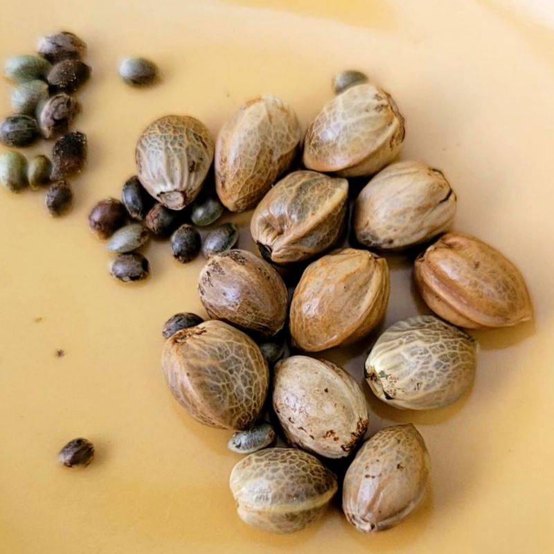 Next Gen Canna Seeds?