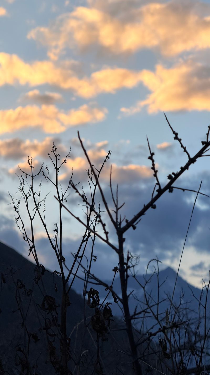 The Anatomy of Stillness: How a Simple Melody Shatters the Noise of Modern Life