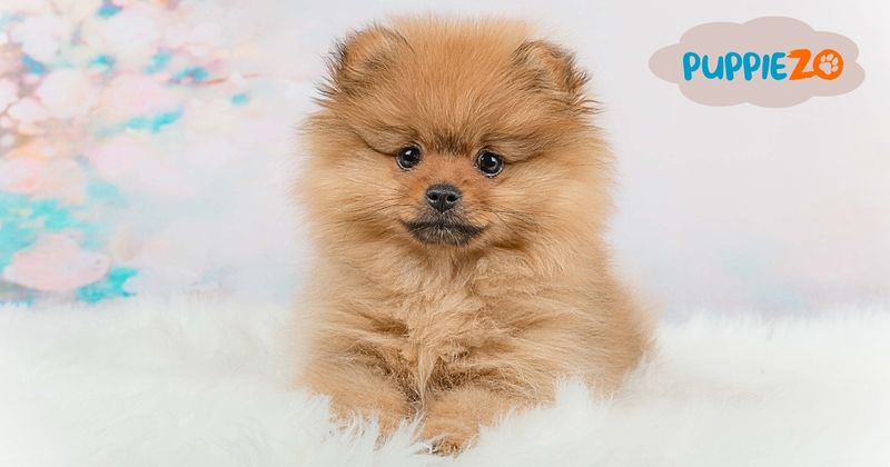 Pomeranian Dog Price: Why These Tiny Pups Come with a Big Price Tag