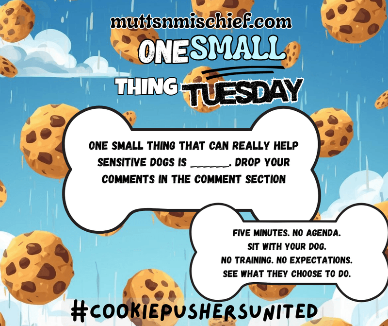 One Small Thing Tuesday