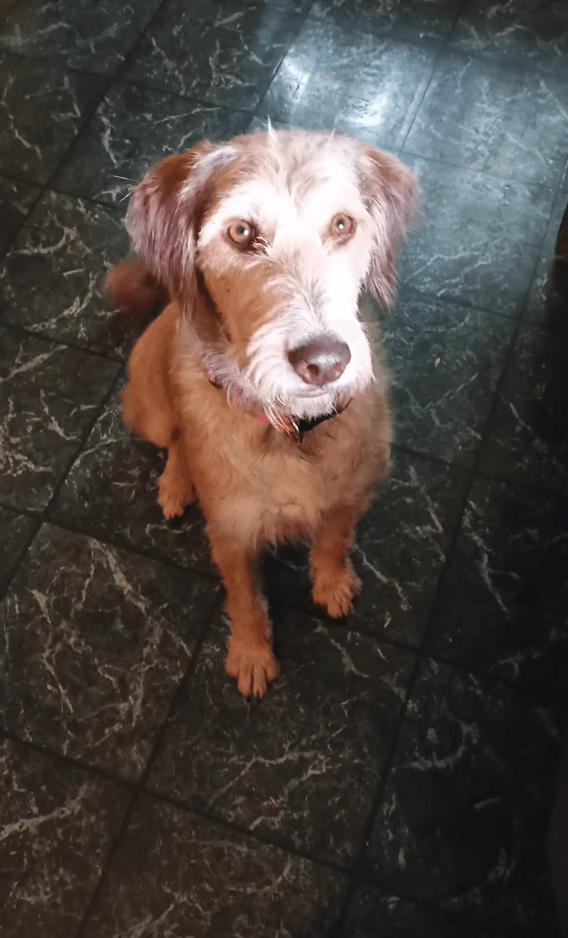 Our newest: Dottie! 🐶