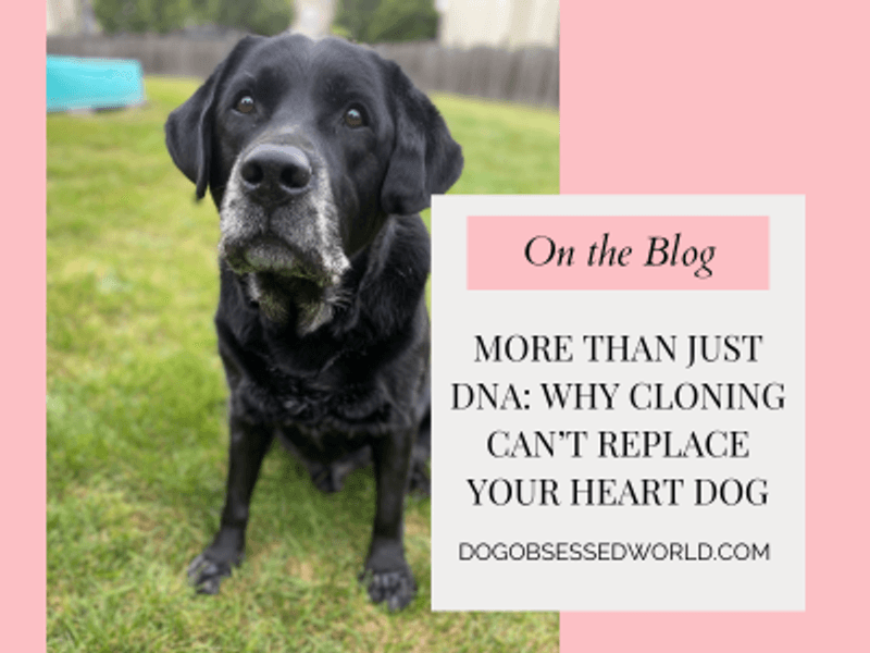More Than Just DNA: Why Cloning Can’t Replace Your Heart Dog