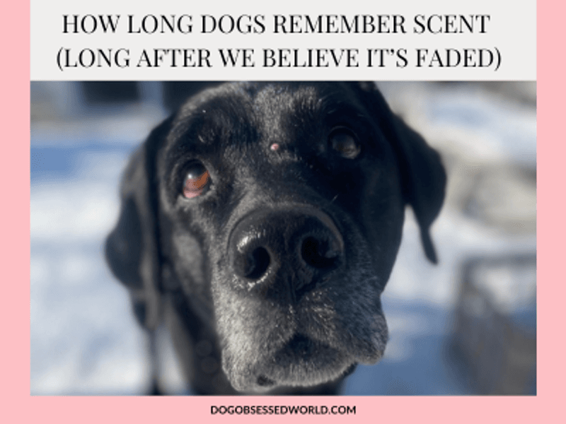 How Long Dogs Remember Scent (Long After We Believe It’s Faded)