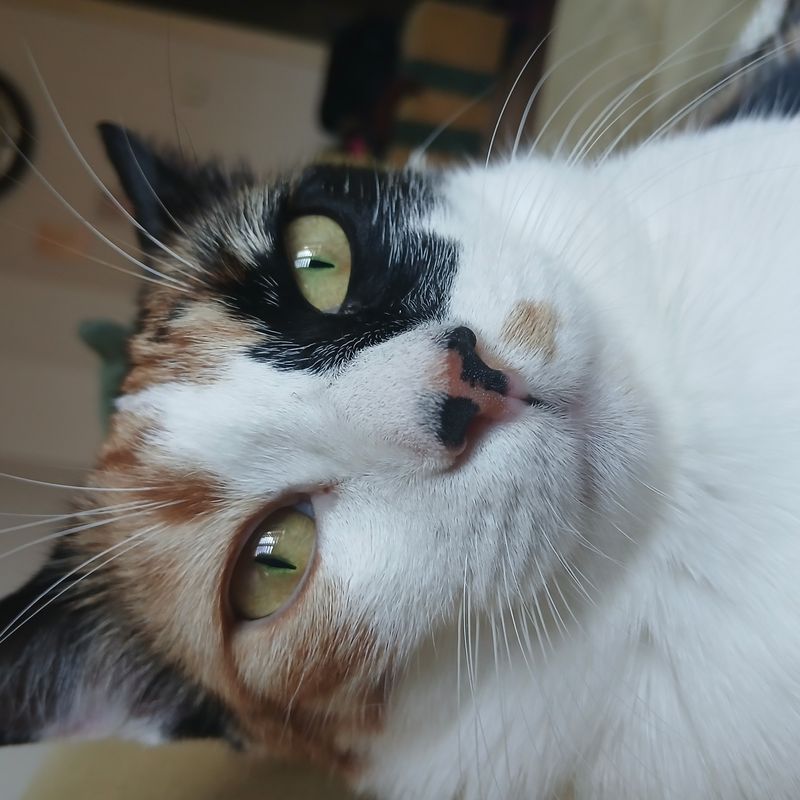 Jellybon ist jetzt eine große Frau 🤎 Sie war 1,5 Monate alt, als ich sie von draußen mitn