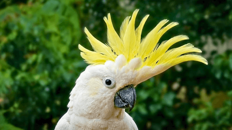 Happy February from your friends at Birds of Australia