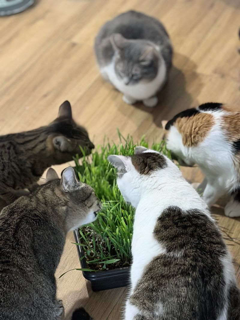 SPECIAL TREAT FOR KITTIES