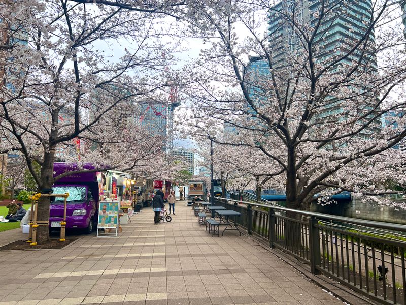 Cherry Blossom on March 31, 2025 :)