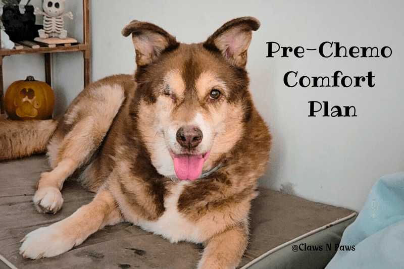 Pre-Chemo Prep for Bear