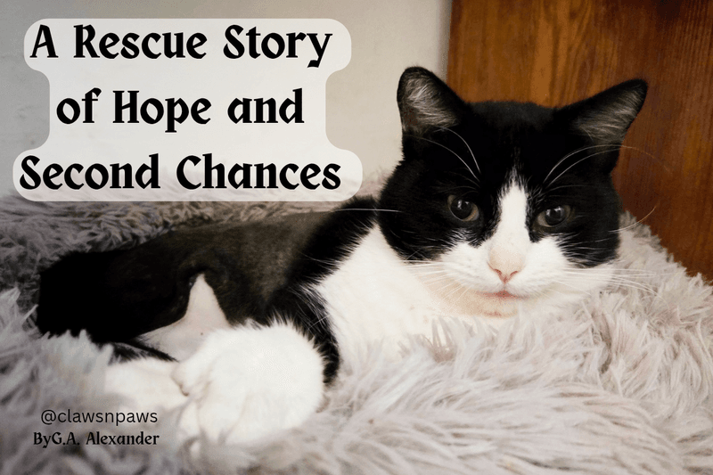 Holstein the Tripod Cat: A Rescue Story of Hope and Second Chances