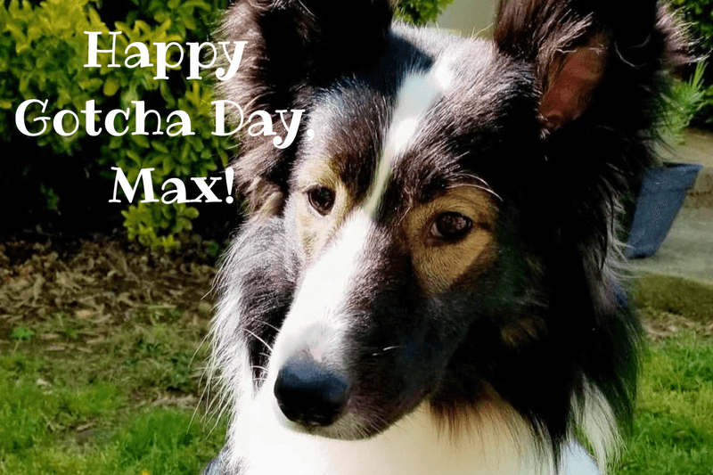 Happy Gotcha Day, Max!
