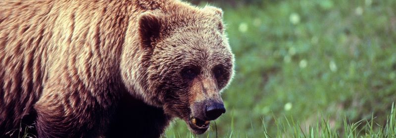 NPS Proposes a Regulation that Would Allow Bear Baiting in Alaska National Preserves