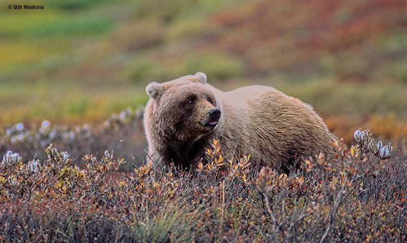 2026 - Denali NP - Bear Viewing Stats - May 18th thru July 11th.