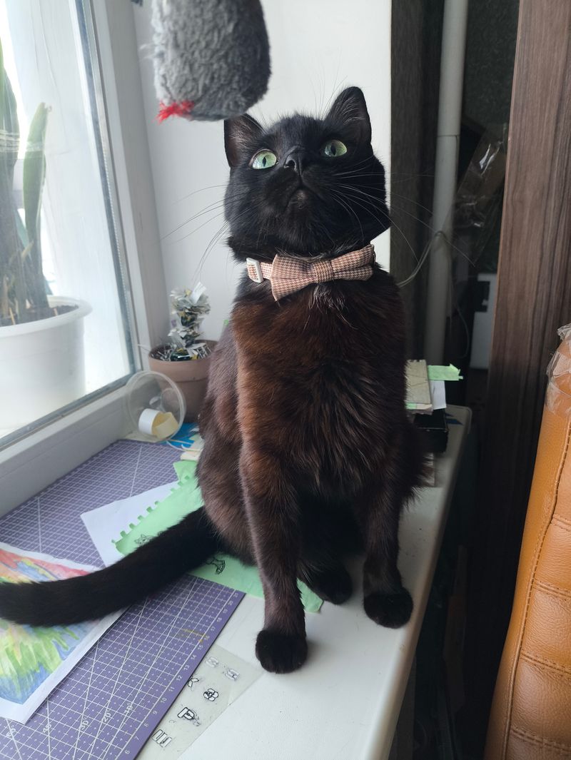 Oh its Coffee Cat