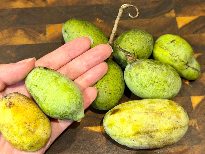 Freeze Dried Pawpaw Fruit Treats