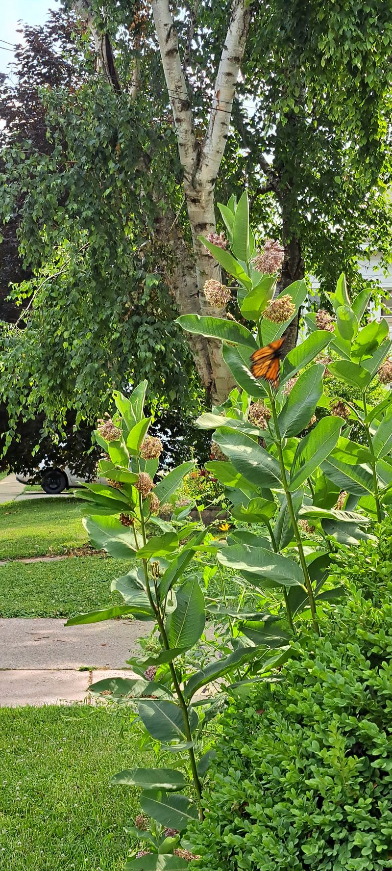 Pollinator Garden Part 2