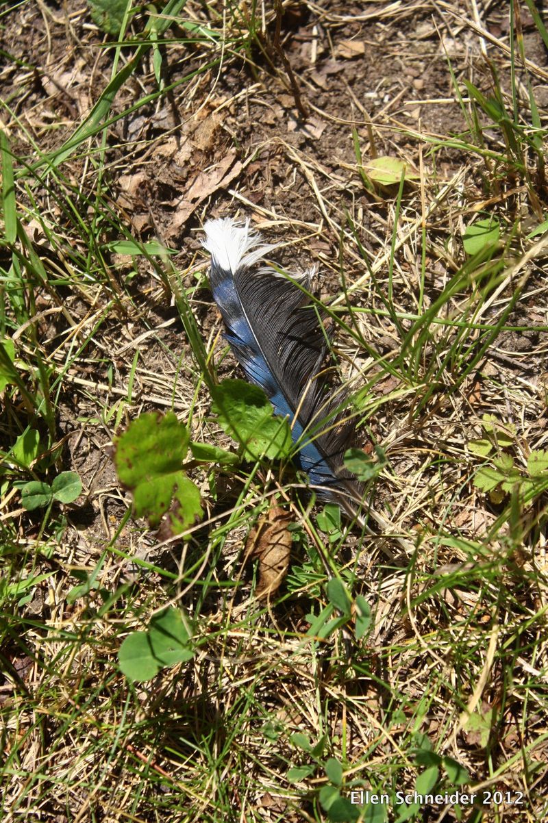 Flight & Feathers