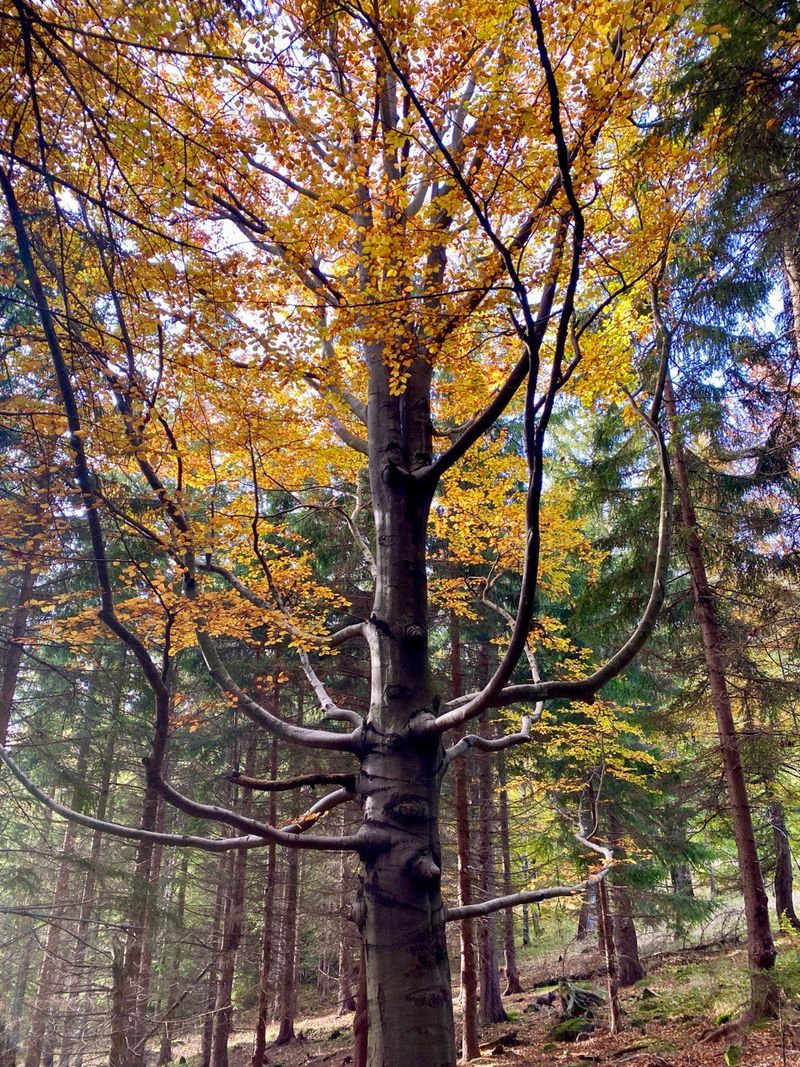 6# - September Sheddings