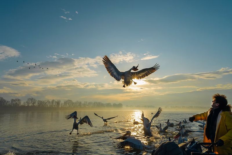 The Return of Dalmatian Pelicans to Lake Kerkini