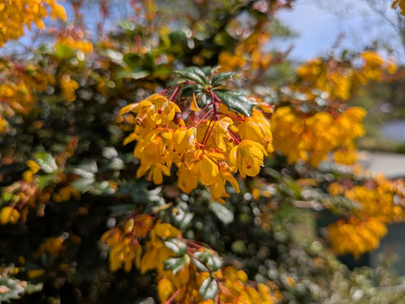 Golden Bells