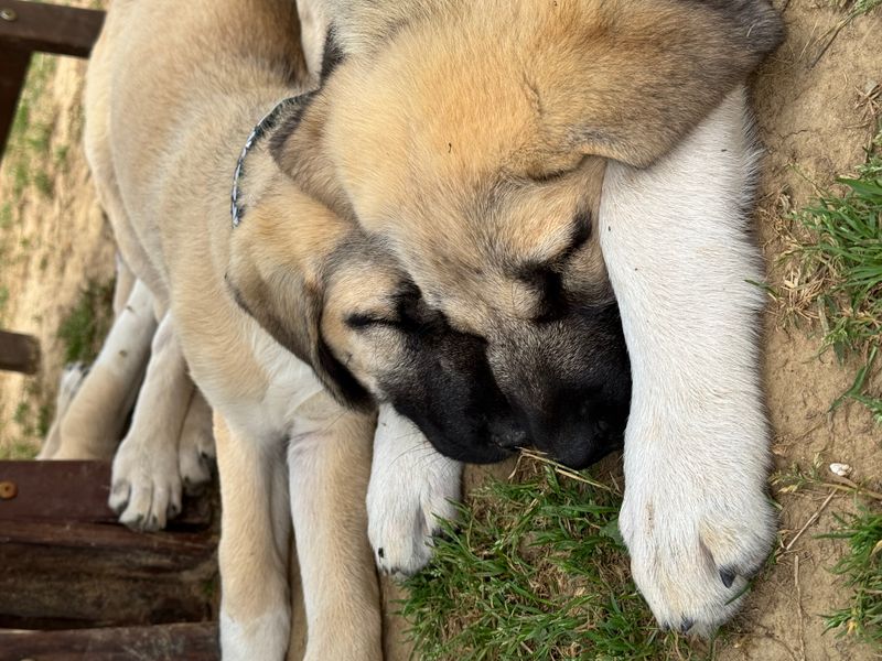 Puppies, Ponies & Peace: A Slow Stay at Hold Fast to Dreams