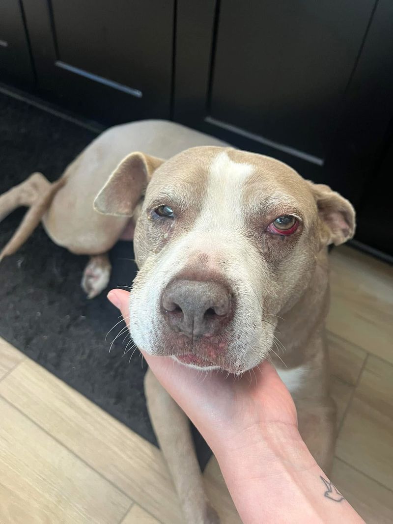 Happy UPDATE! 🎉🐾