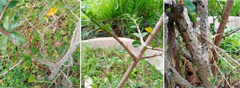 SAFE PLANTS FOR BIRDS Turkey-berry