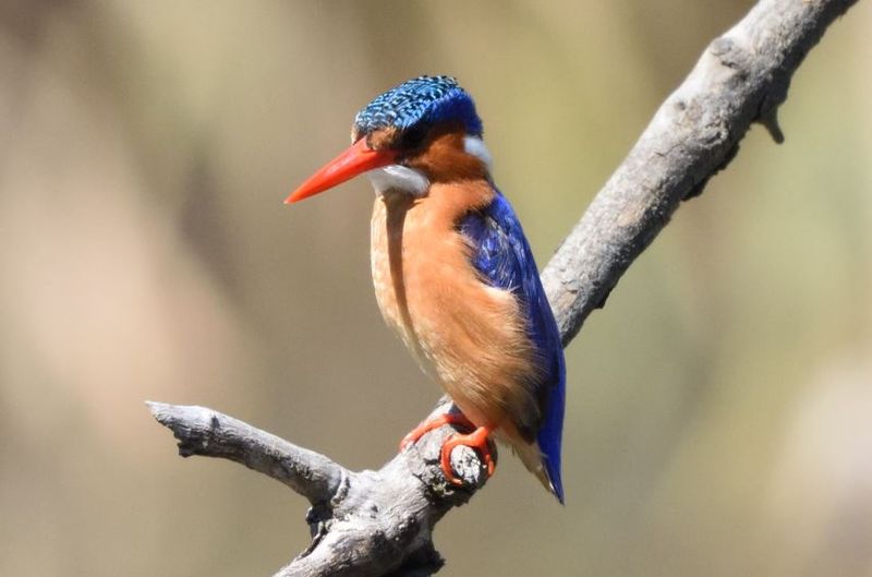 Building a Kingfisher paradise