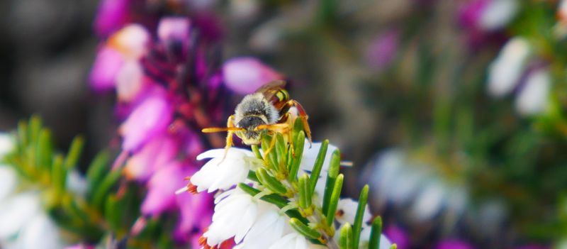 Help the bees