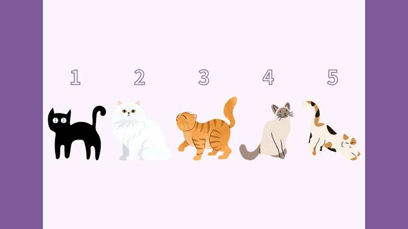 【塔羅占卜】給2026的自己 🐈