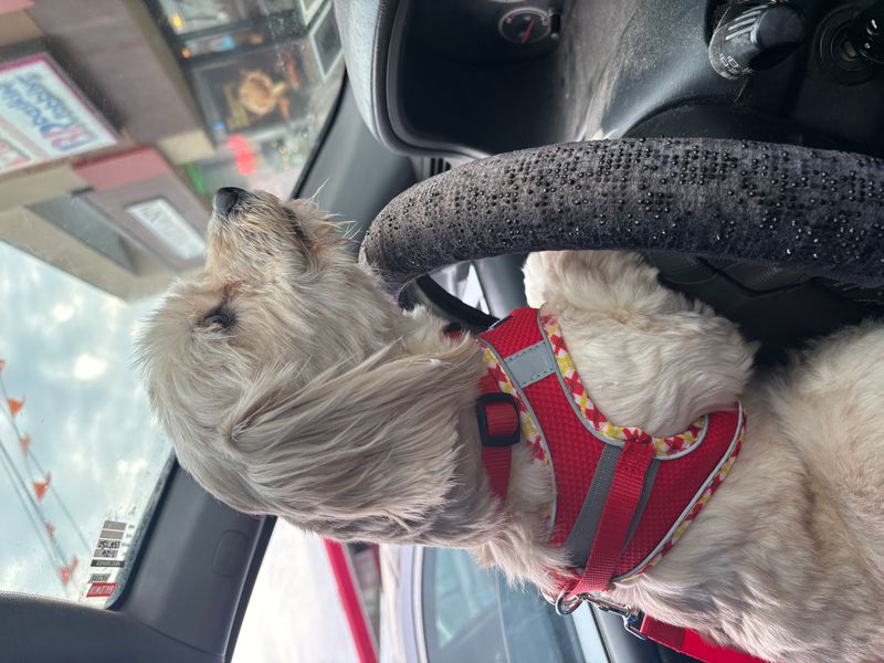 Did you know Nico can drive?